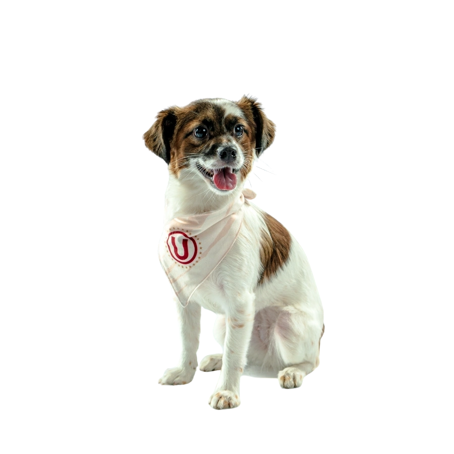 Bandana Oficial Universitario Colección 2025, , large image number null