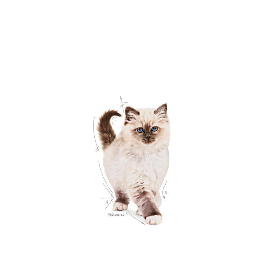 Royal Canin Gato Fhn Kitten 2 Kg, , large image number null