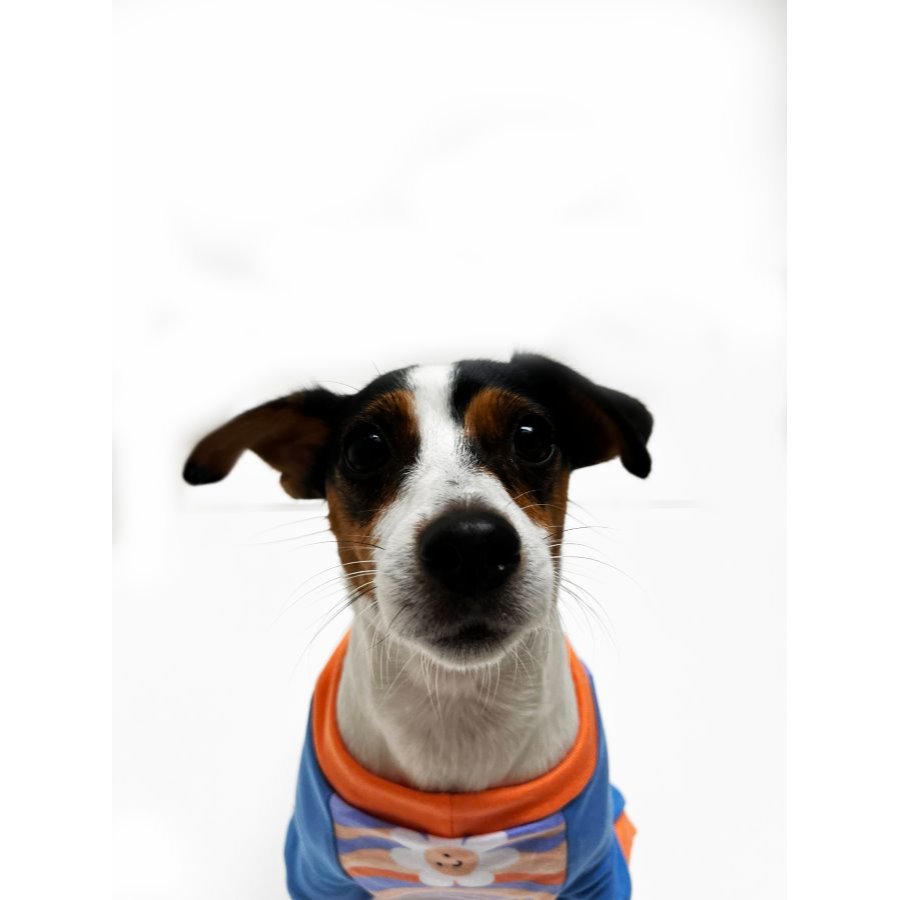 Yupi The Pug - Polo Surtido Hembra, , large image number null