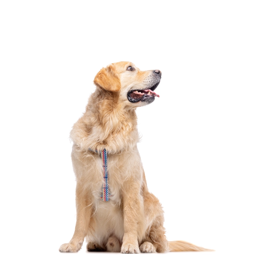 Correa Con Estampado Zig-Zag Para Perros Talla M, , large image number null