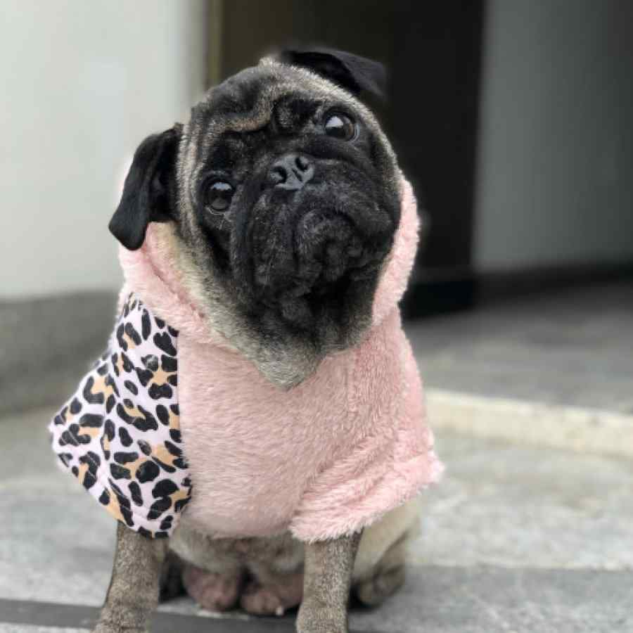 Yupi The Pug Polera Animal Heart Print , , large image number null