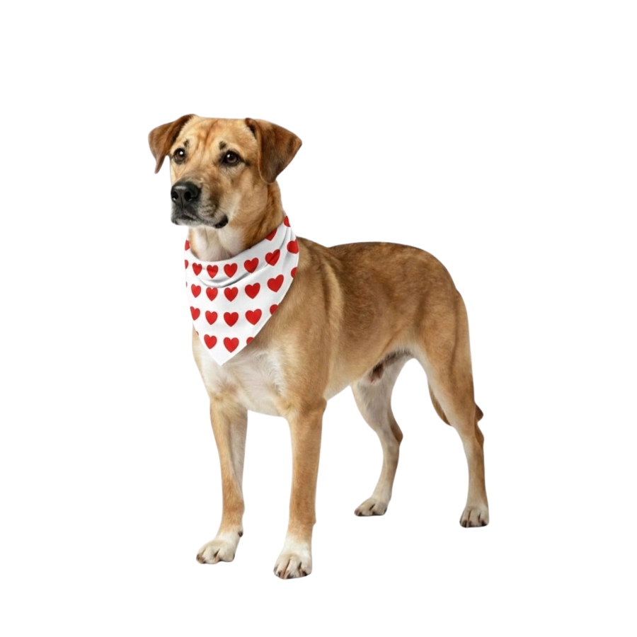 Valentines Paws Bandana Mas Pa&ntilde;oleta
