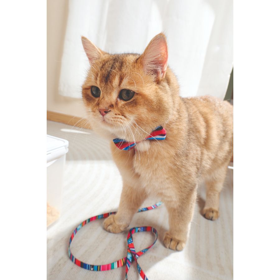 Mpets Urban Style Jazz Stripes Corbata Michi