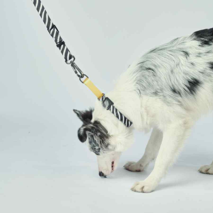 Wild Safari Collar, , large image number null