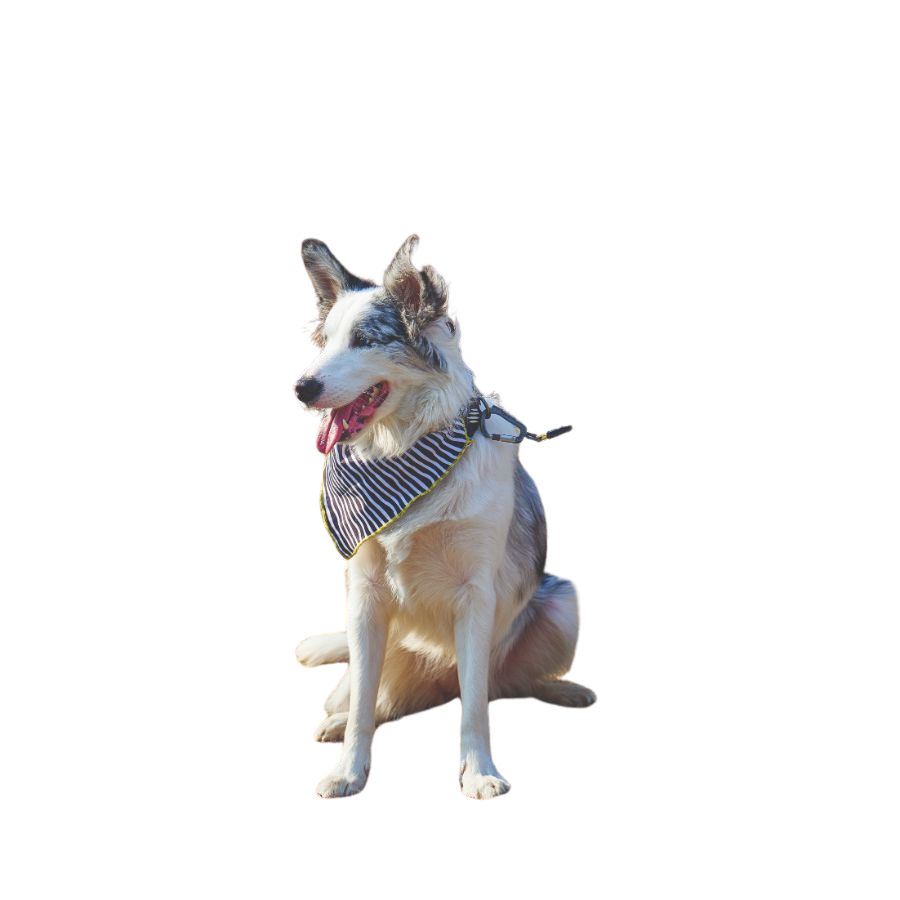 Mpets wild safari bandana, , large image number null
