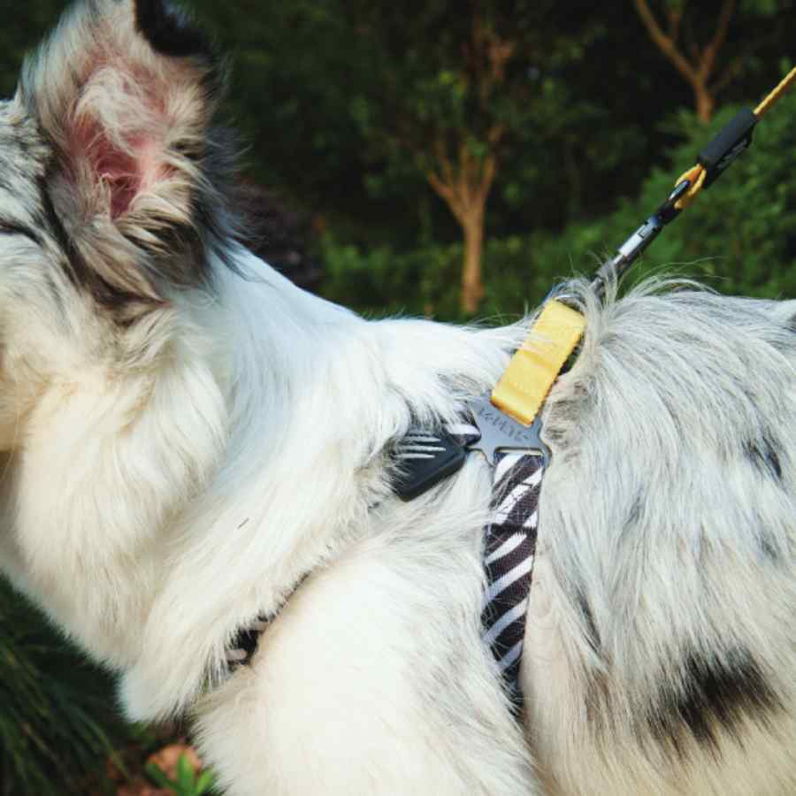Wild Safari Harness, , large image number null