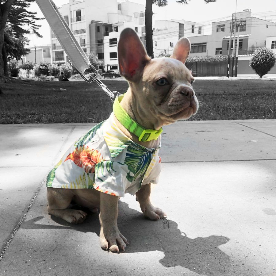 camisa hawaiana modelos surtidos, , large image number null