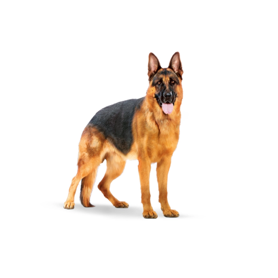 Royal Canin Perro Shn Maxi Adult 15 Kg, , large image number null