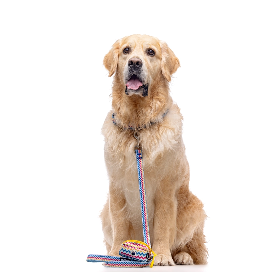 Correa Con Estampado Zig-Zag Para Perros Talla M, , large image number null