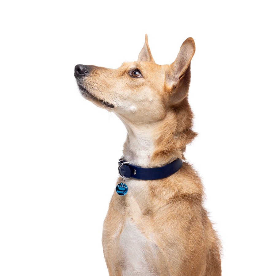 Gotoo! Collar Azul Deluxe Biothane, , large image number null