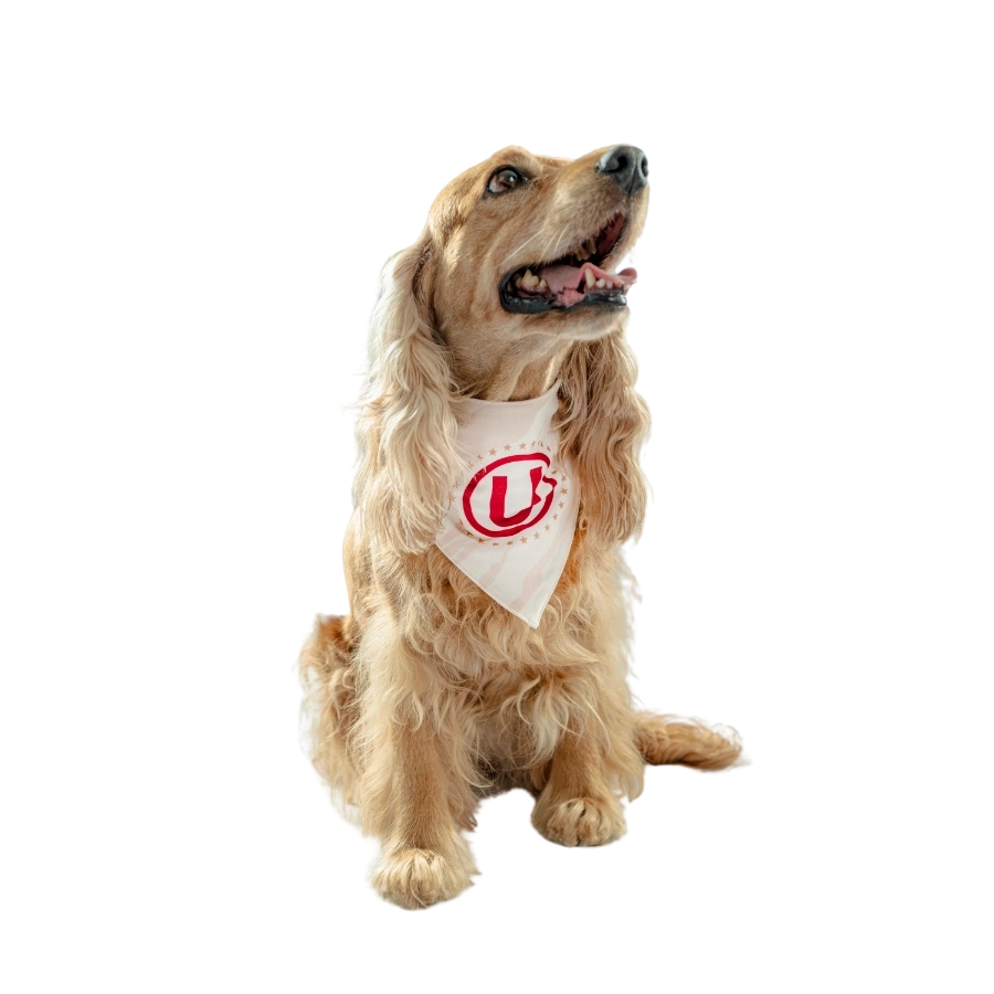 Bandana Oficial Universitario Colección 2025