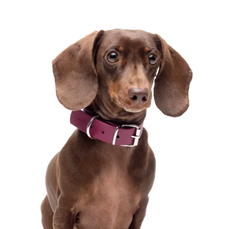 Gotoo! Collar Vino Deluxe Biothane