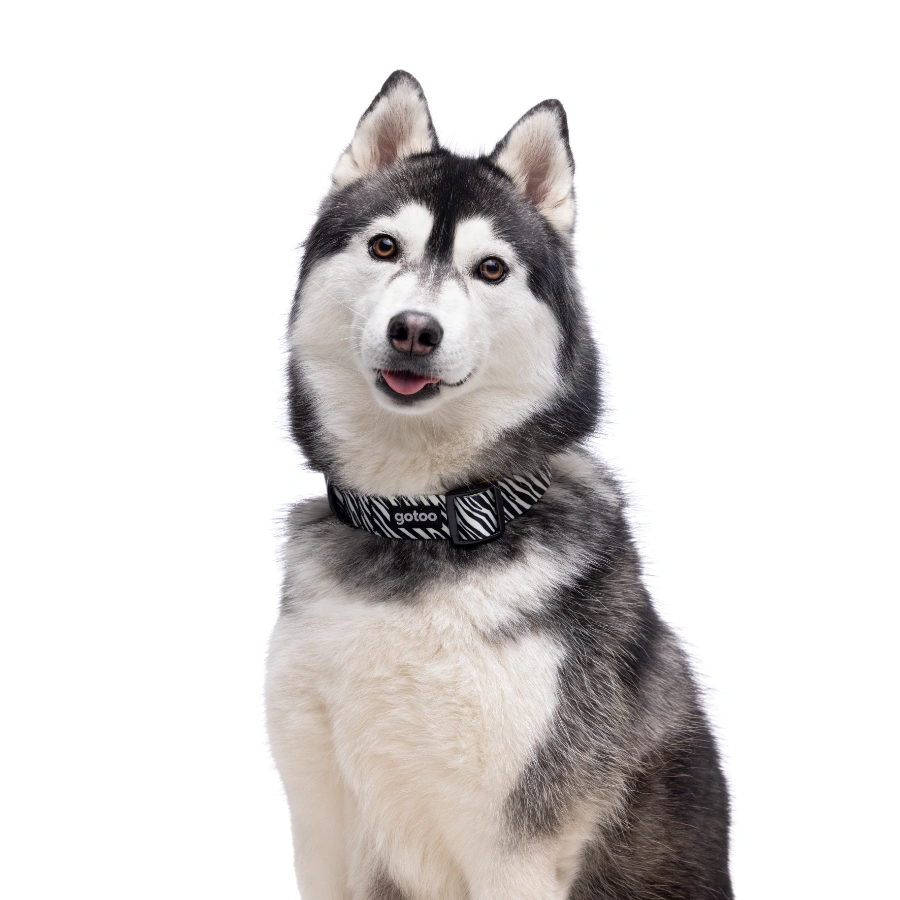 Gotoo! Collar Funny Fashhion Cebra Negro, , large image number null