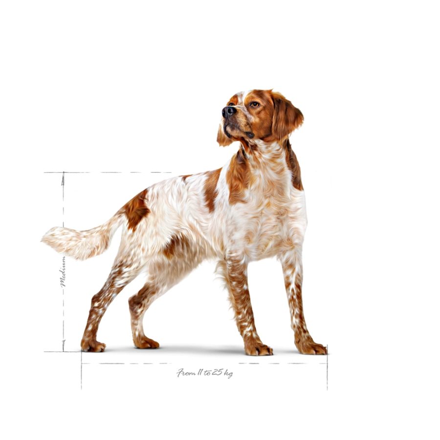 Royal Canin Perro Shn Medium Adult, , large image number null