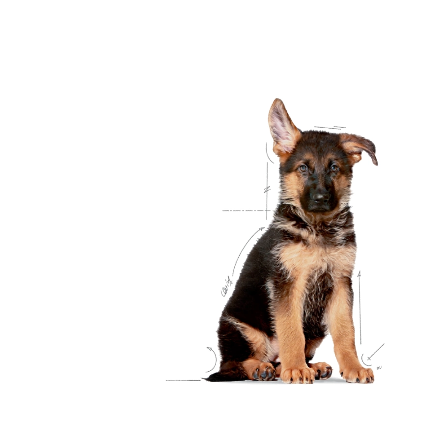 Royal Canin Perro Shn Maxi Puppy 15 Kg, , large image number null