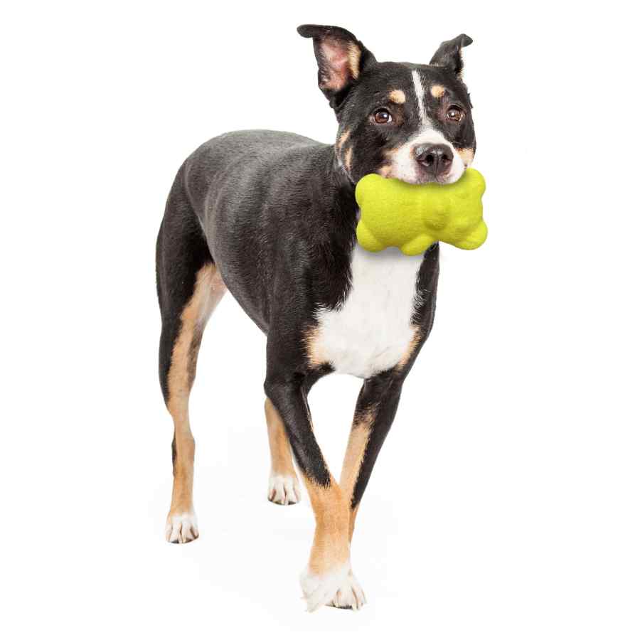 Nylabone Power Play Tennis Oso Teddy, , large image number null
