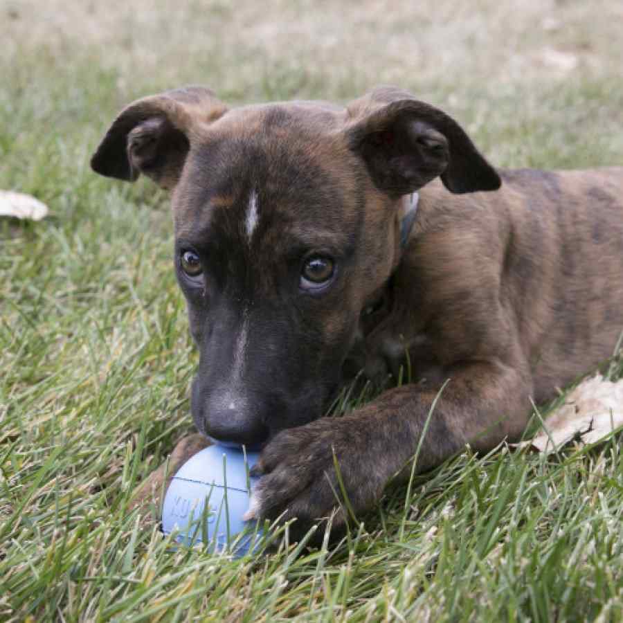 KONG Puppy Ball w/Hole Md/Lg, , large image number null