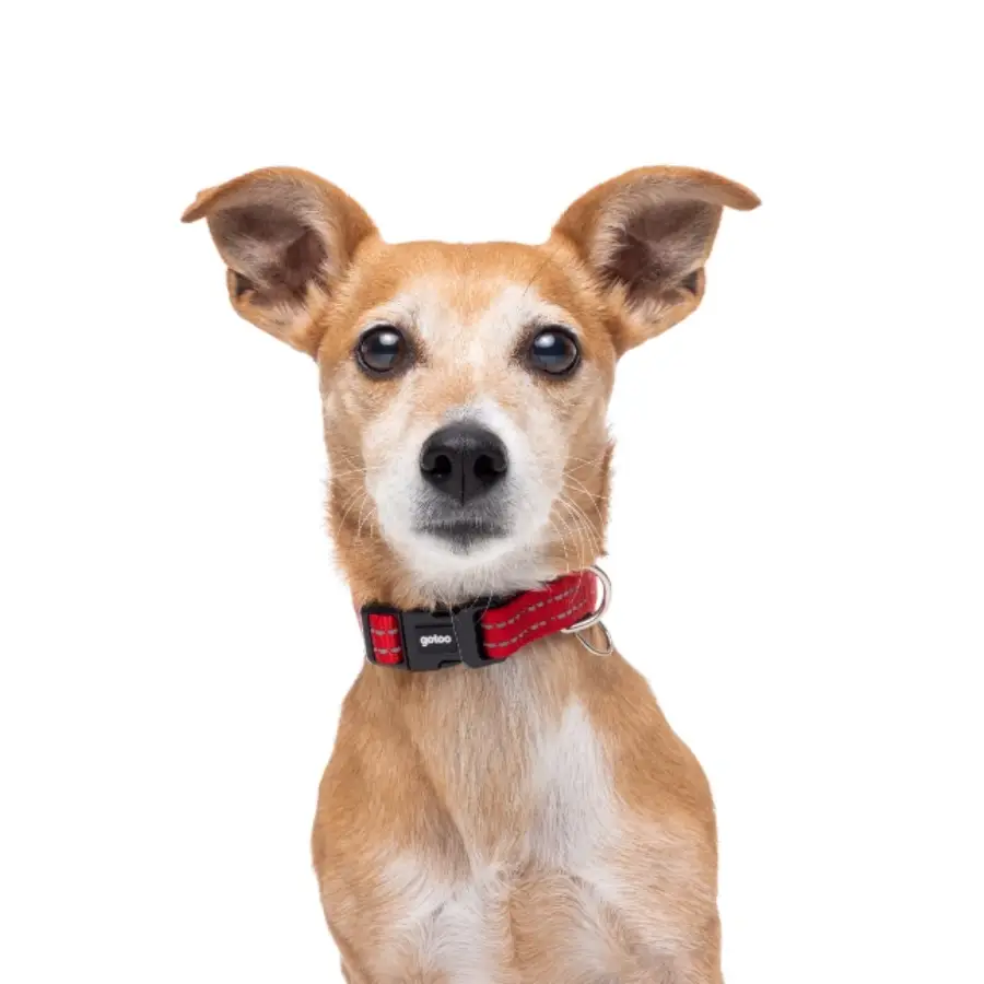 Gotoo! Collar Reflectante Premium Rojo, , large image number null