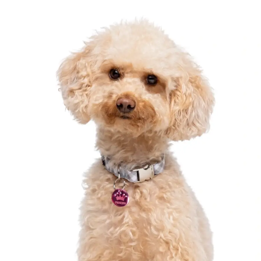 Gotoo! Collar Trendy Gris Vichy, , large image number null
