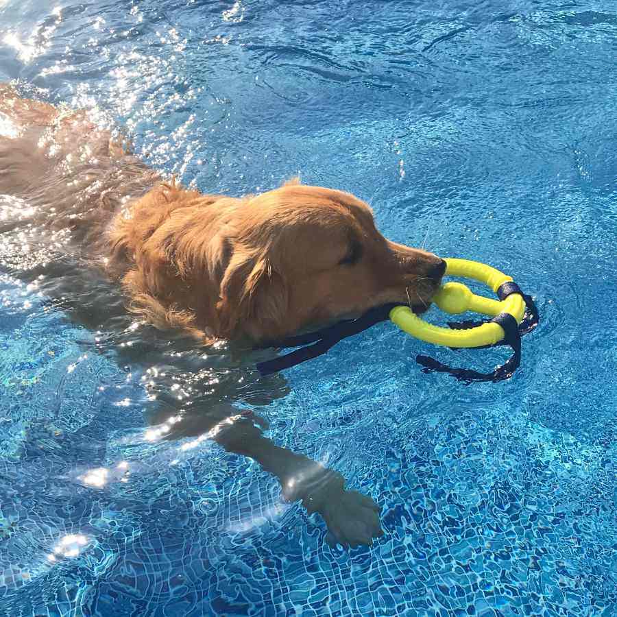 Nylabone Power Play Ring Thing, , large image number null