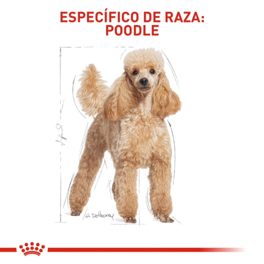 Royal Canin Perro Bhn Poodle Adult 1.5 Kg, , large image number null
