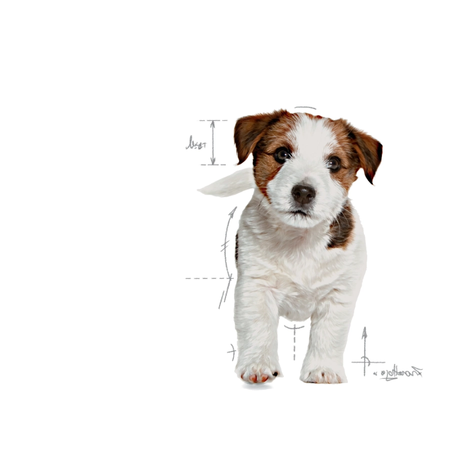 Royal Canin Perro Shn Mini Puppy 4Kg, , large image number null