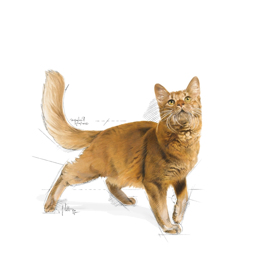 Royal Canin Gato Fhn Fit 32 2 Kg, , large image number null