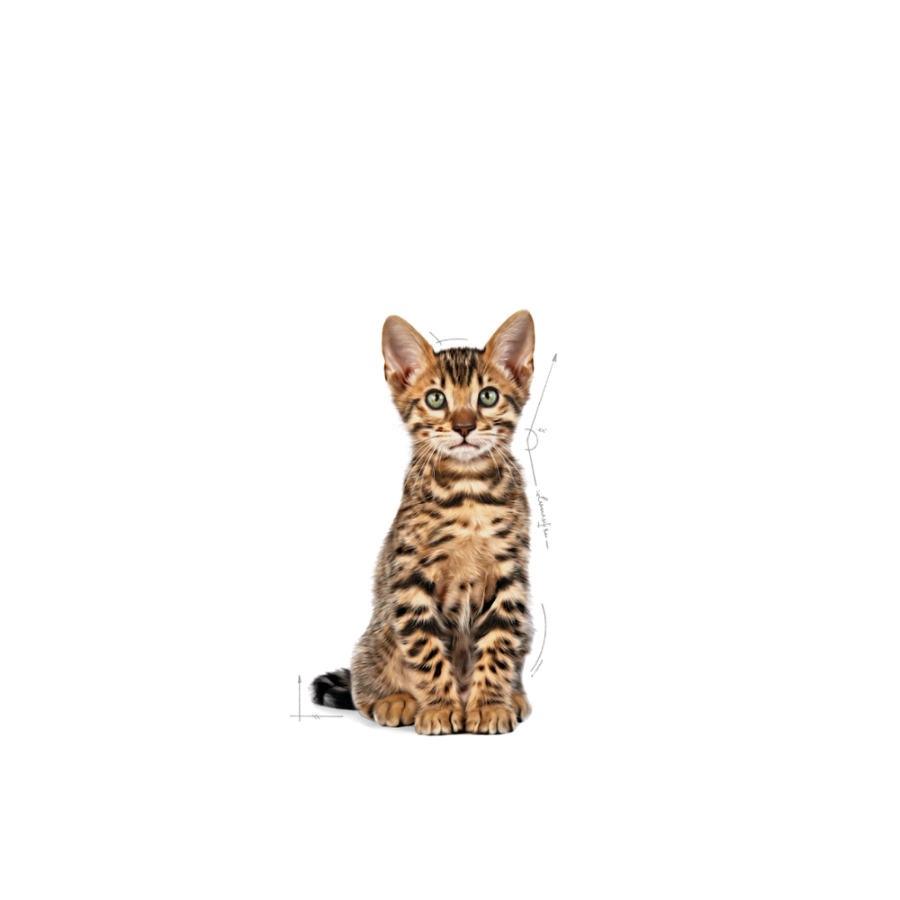 Royal Canin Gato Fhn Kitten Sterilised 2 Kg, , large image number null