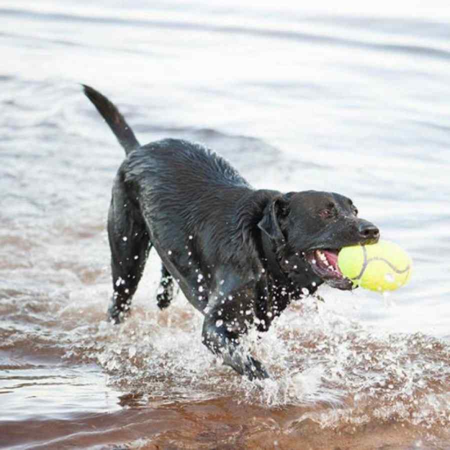 KONG Small Air Squeaker Football, , large image number null