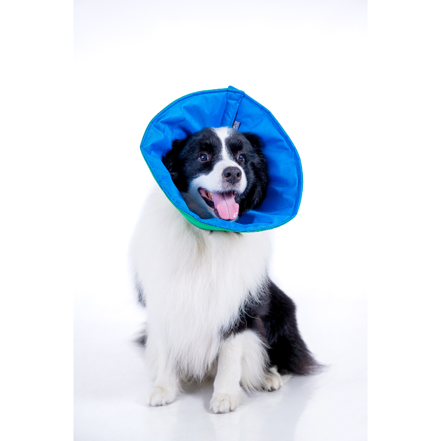 Lmb collar recoverypet lino (isabelino)