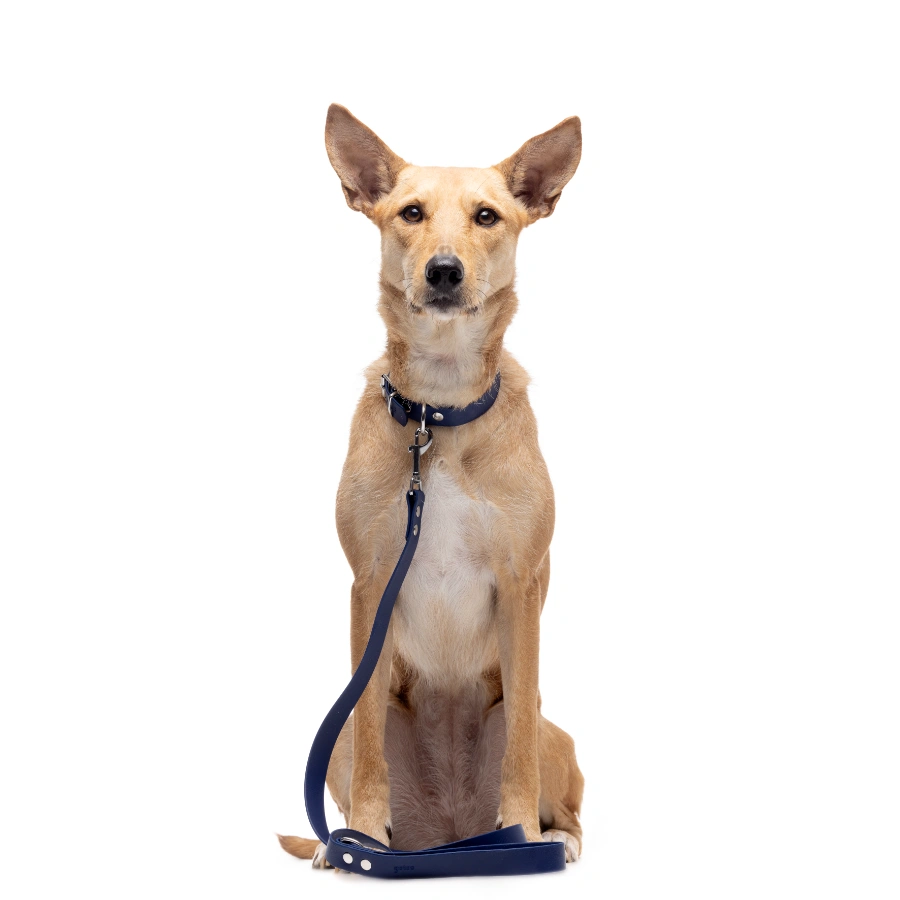 Gotoo! Correa Azul Deluxe Biothane, , large image number null