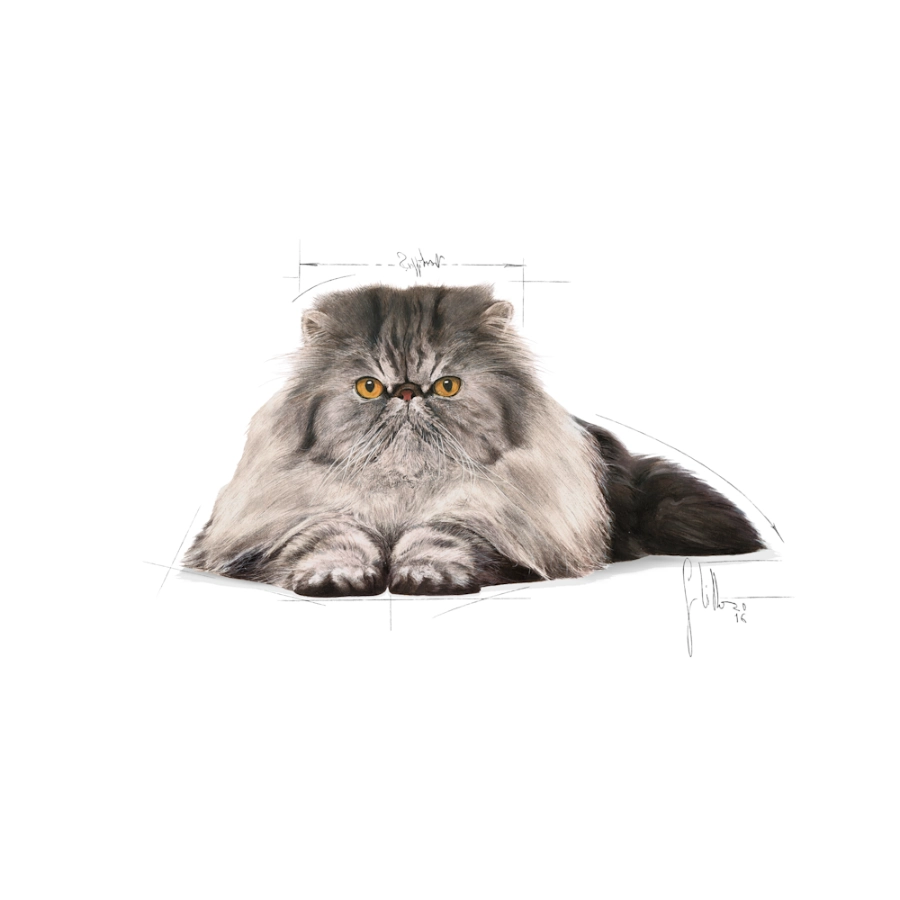 Royal Canin Gato Fbn Persian Adult, , large image number null