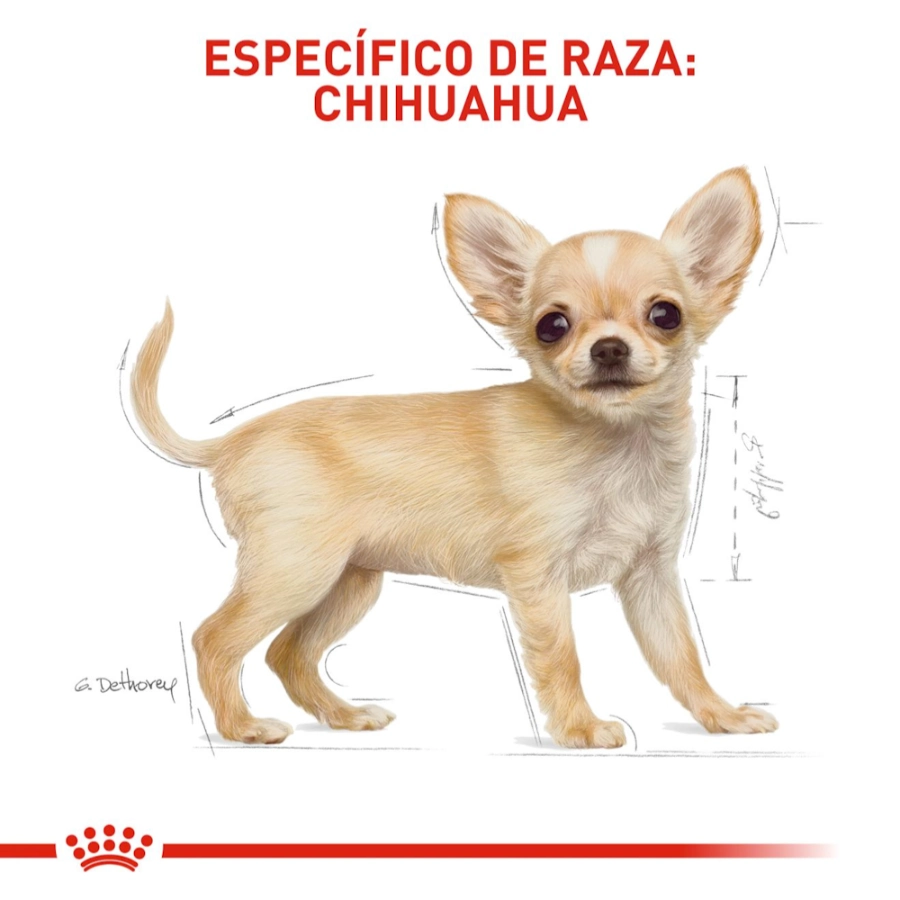 Royal Canin Perro Bhn Chihuahua Puppy 1.5 Kg, , large image number null