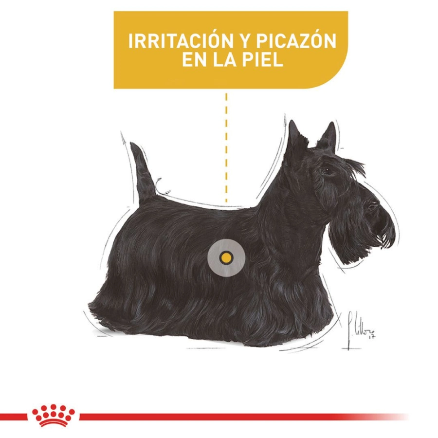 Royal Canin Perro Ccn Mini Dermacomfort 3 Kg, , large image number null