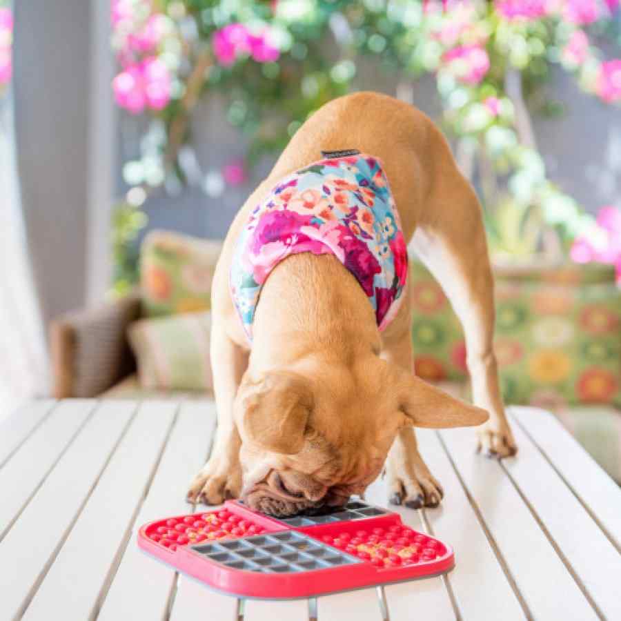 Lickimat Slomo Red Dog Plato Anti Ansiedad, , large image number null