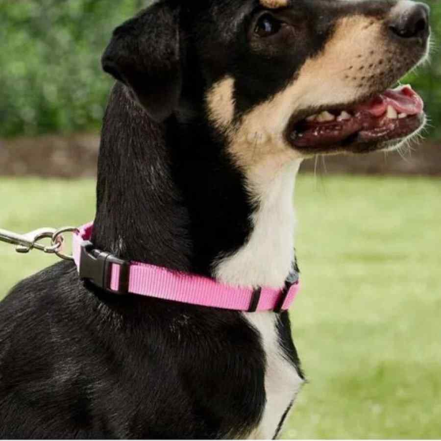 Coastal Collar Nylon Medium 3/4" X 20" Rosado, , large image number null