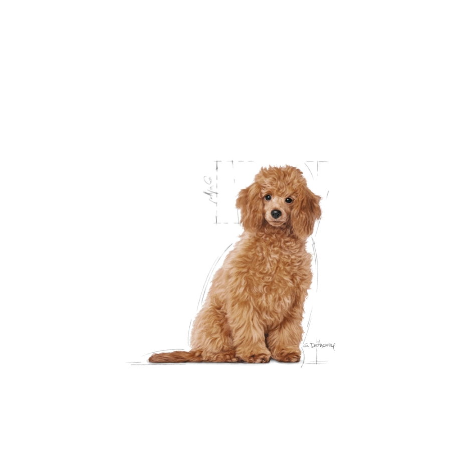 Royal Canin Perro Bhn Poodle Puppy 3 Kg, , large image number null