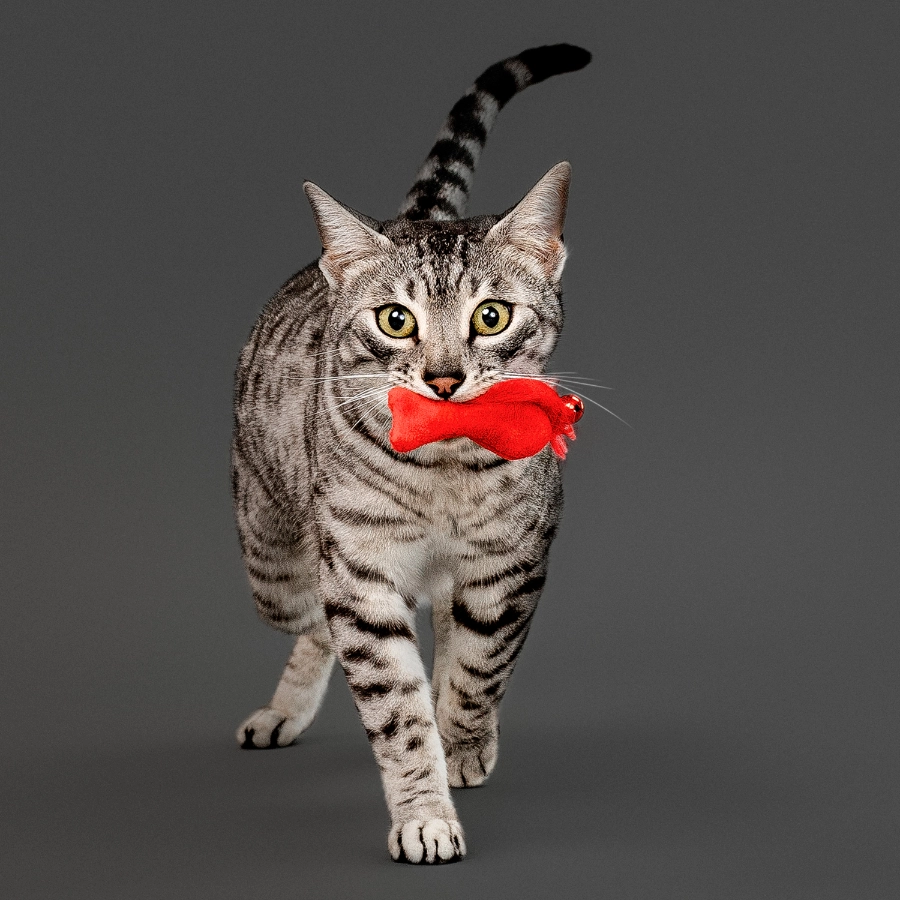 Playology Cat 3 Pack Felt Fish, , large image number null