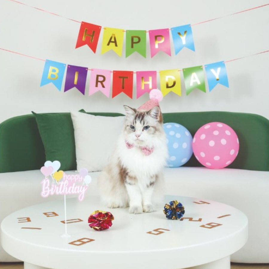 Petjoy Partytime Cat Lady'S Set, , large image number null