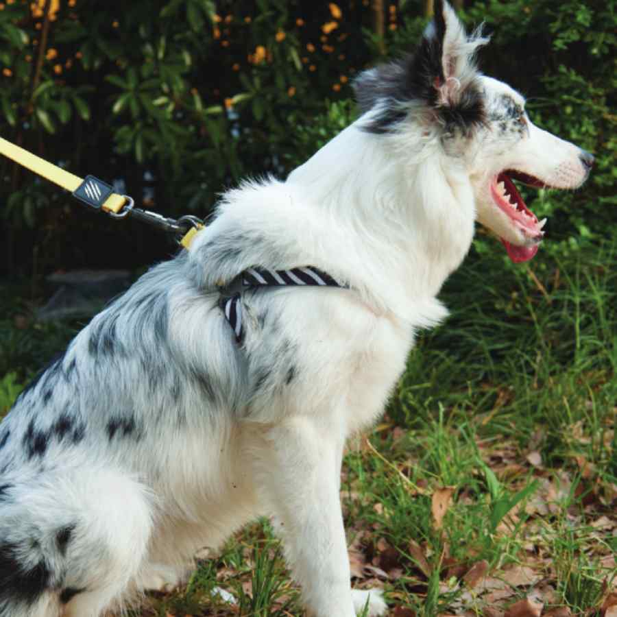 Wild Safari Harness, , large image number null