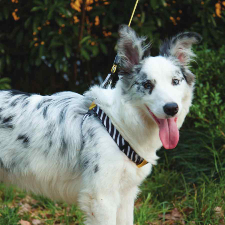 Wild Safari Harness, , large image number null