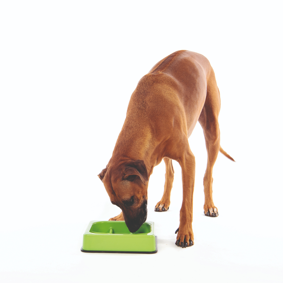 Waffle Comedero Interactivo Verde Anti Ansiedad, , large image number null