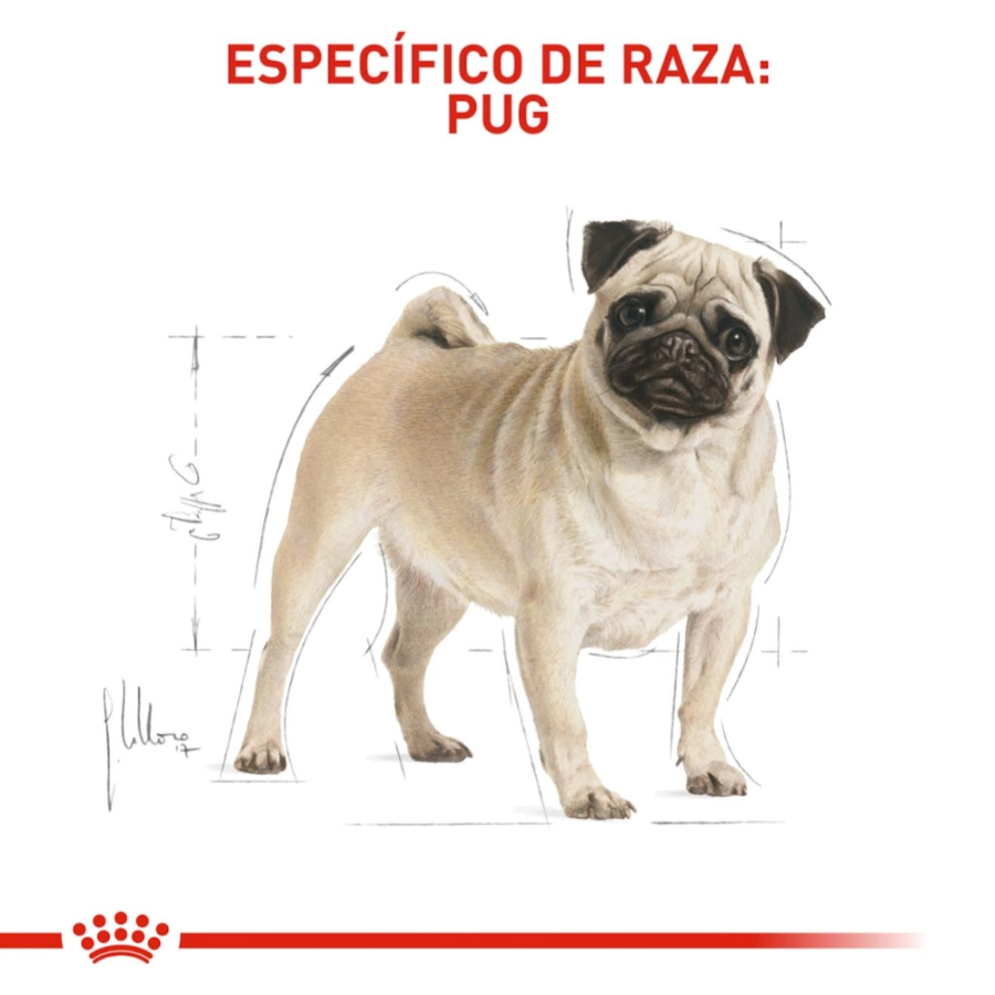 Royal Canin Perro Bhn Pug Adult 3 Kg, , large image number null