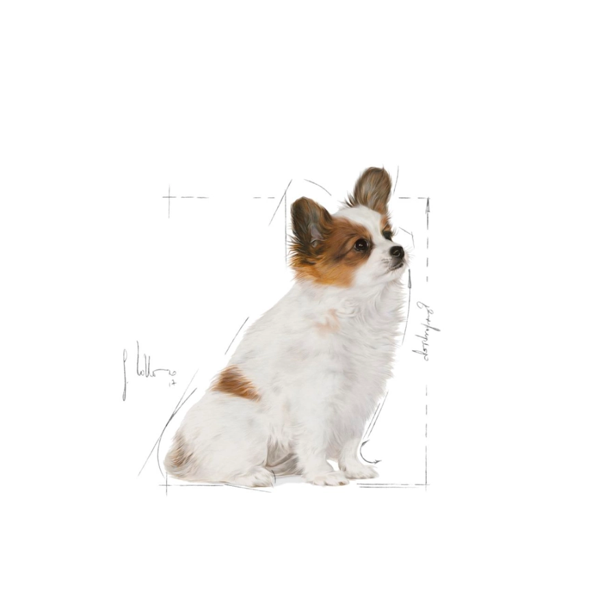 Royal Canin Perro Shn Xsmall Puppy 1.5 Kg, , large image number null