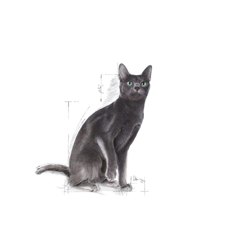 Royal Canin Gato Fhn Sterilised 37, , large image number null
