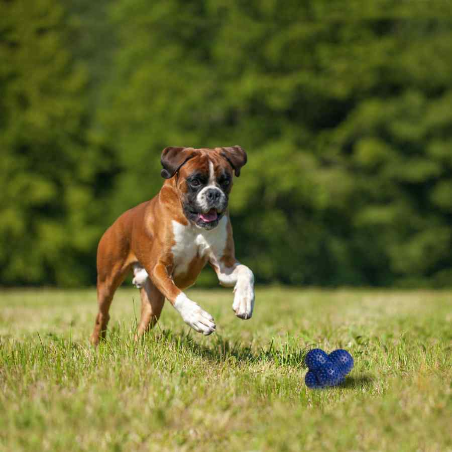 Nylabone Power Play Crazy Ball, , large image number null