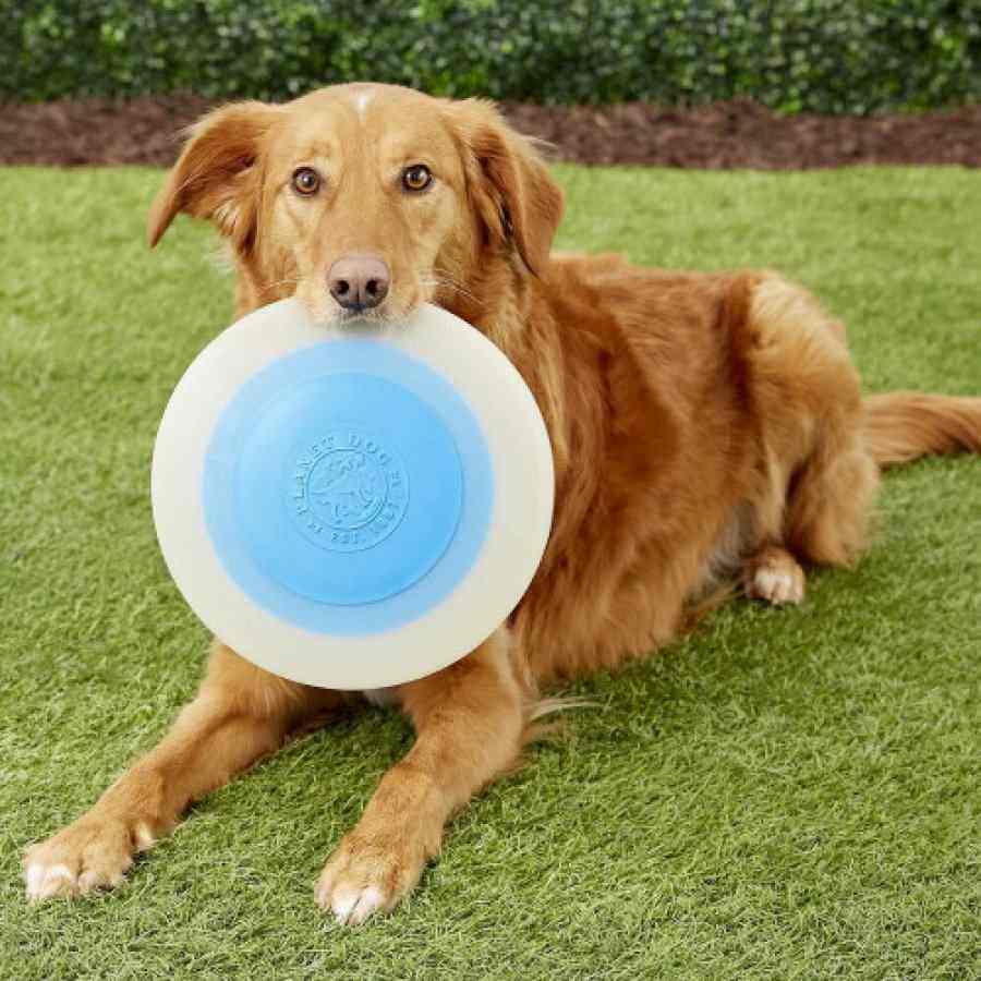 Petstages Zoom Flyer Glo/Blu LG, , large image number null