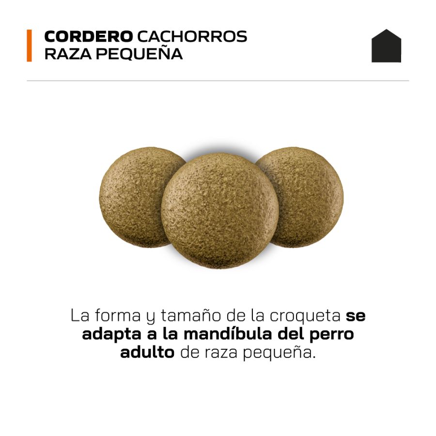 Canbo Adulto Cordero razas peque&ntilde;as, , large image number null