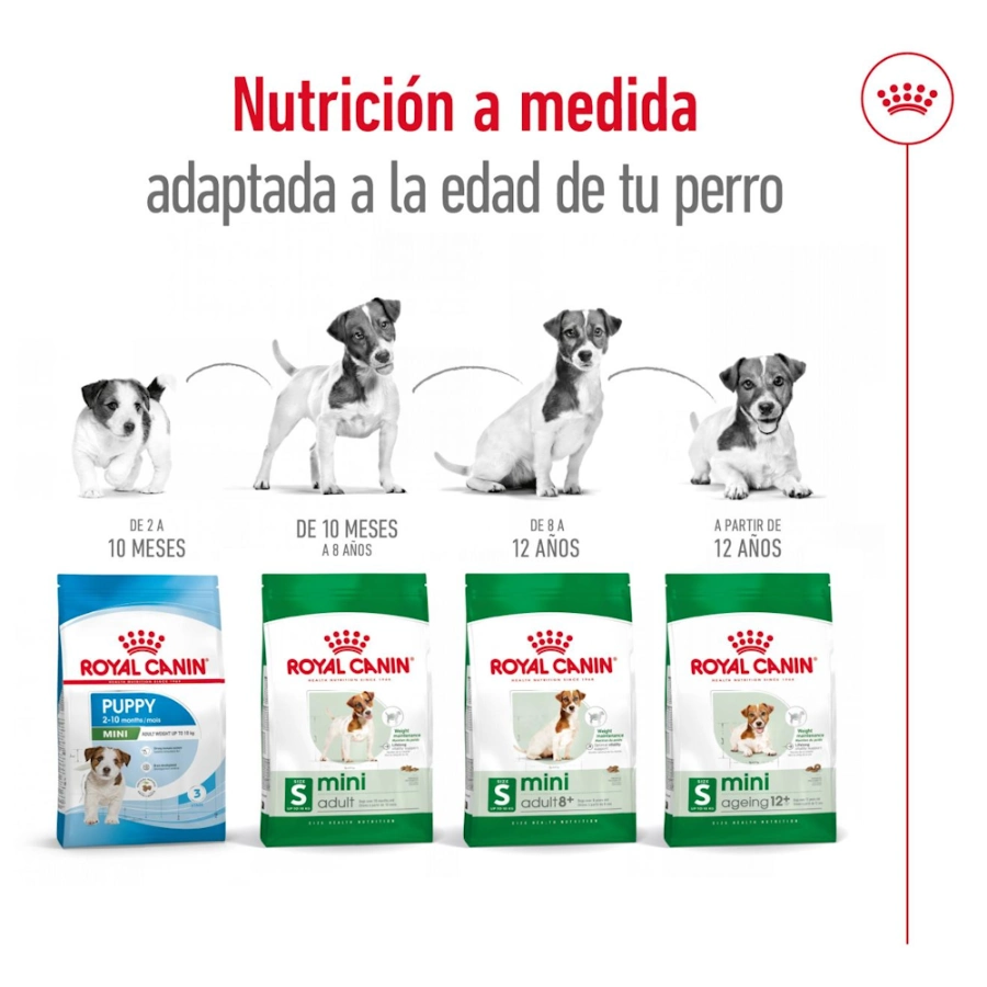 Royal Canin Perro Shn Mini Ageing 12+ 3.5Kg, , large image number null