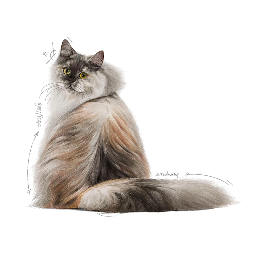 Royal Canin Gato Fcn Hair & Skin Care 2 Kg, , large image number null